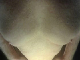 Thumb 19